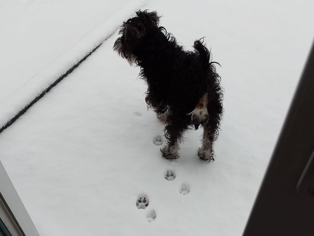 This little one ventured out in the snow.