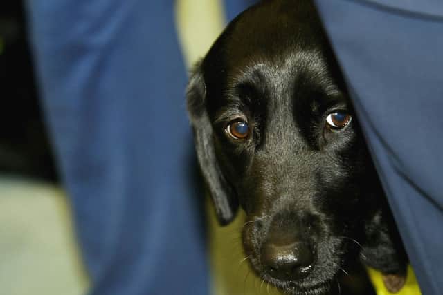 Guide Dogs are looking for more volunteers.