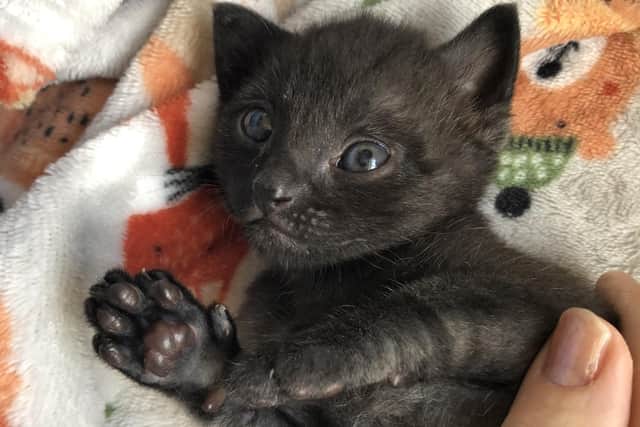 As a kitten, Squid ended up at Cats Protection’s Mansfield Adoption Centre.