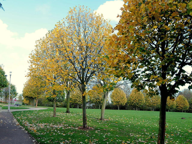 Peafield Park at Mansfield Woodhouse is rated 4.2 stars according to Google reviews.