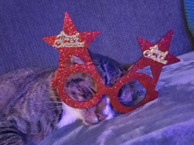 In the run up to Christmas 2020, our readers have shared their pets adorable festive costumes.