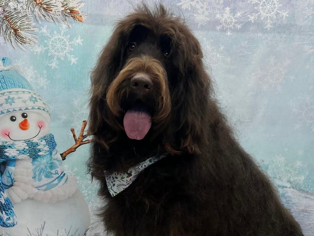 Visit onallpawz.com for more details