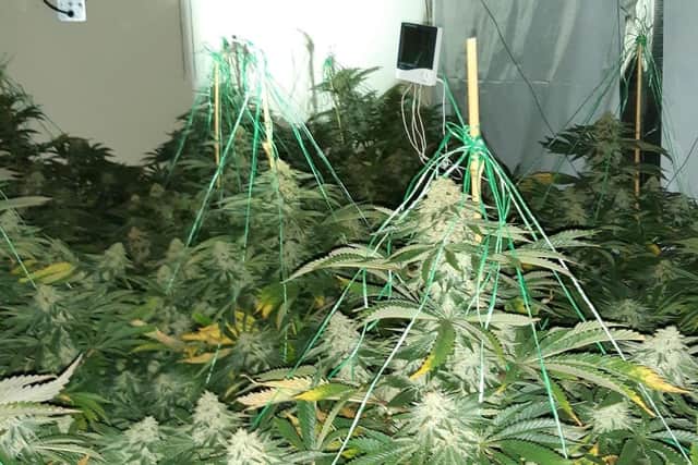 More than 120 cannabis plants were found at a Rainworth property