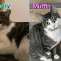 Morty and Muffin went missing from Kirton. Muffin is still missing.