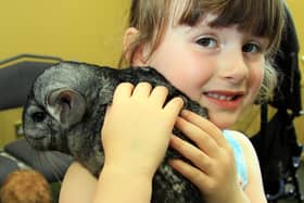 2012: Grace Dennis, aged four, is pictured with George the chinchilla at the DH Lawrence Heritage Centre's wildlife workshop event.