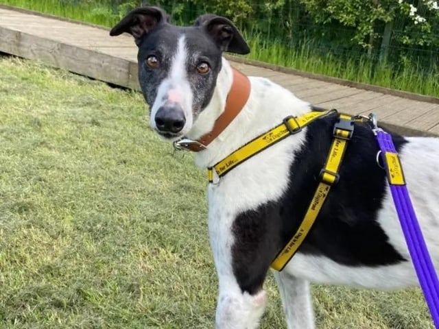 Lovely Lango is an adorable ex-racing Greyhound who is looking for his forever home. This absolute gem loves to meet new people, and can’t wait to go on walks with other similar dogs. This lovely boy would be happy to share his home with children and may even benefit from living with another sighthound who can show him the ropes. Have you got space on your sofa for Lango? See more at https://www.dogstrust.org.uk/rehoming/dogs/greyhound/3642255