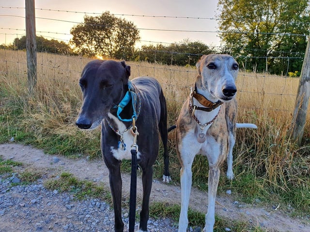 Hot weather 6: Dogs Melody and Sox loved the cool sunshine as they enjoyed an early walk in Petersfield. Picture: Vickie Worsdale
