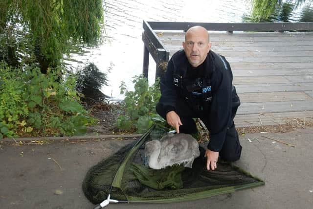 Resident Edwin Tattersall shared this photo of Kenjiro Evans checking over a distressed cygnet.