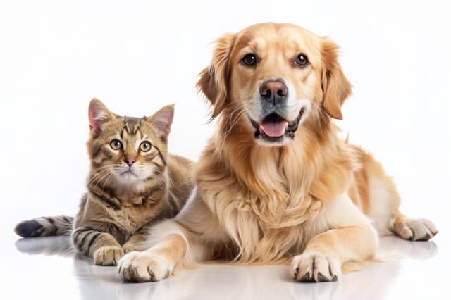 Here are the top veterinary practices in the Mansfield and Ashfield area. Only the best for our pets. (photo: Adobe)