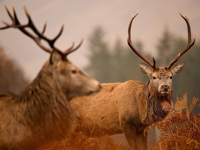 The name "Stags" is believed to have originated from Mansfield's close proximity to Sherwood Forest, and the the coat of arms of the former Borough of Mansfield. The club's badge has included a stag since the 1960s.
