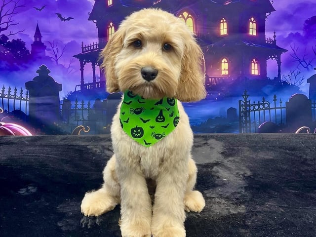 Every dog receives a chance to pose in front of a Halloween-themed photo backdrop after their pamper session
