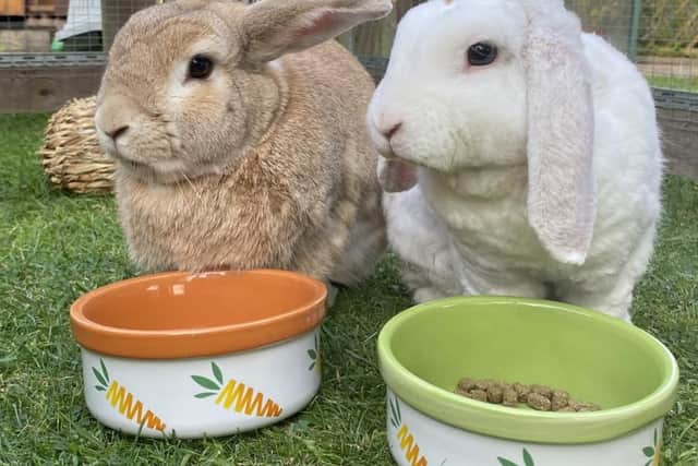 Reacher (right) was left to fend for himself after he was thrown out by fly-tippers near Newark.