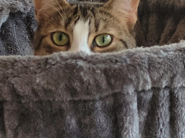 Greek rescue cat from the streets of Crete. Here is Hera, aged one.