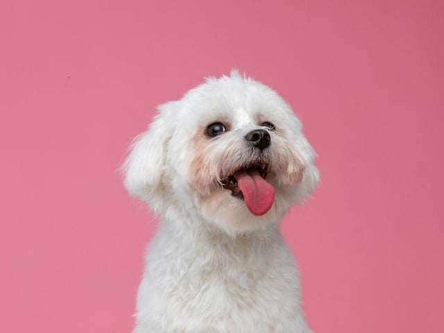 The Bichon Frise has a historical background of being pampered by French royalty, so it's no wonder that they are known for their cheerful disposition. With their broad smile and adorable fluffy coat, they tend to bring joy to their human families as well.