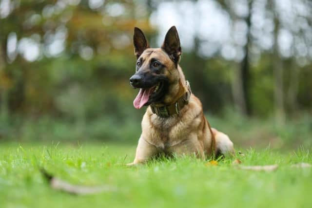 Police Dog Seth is a a two-year-old Belgian Malinois