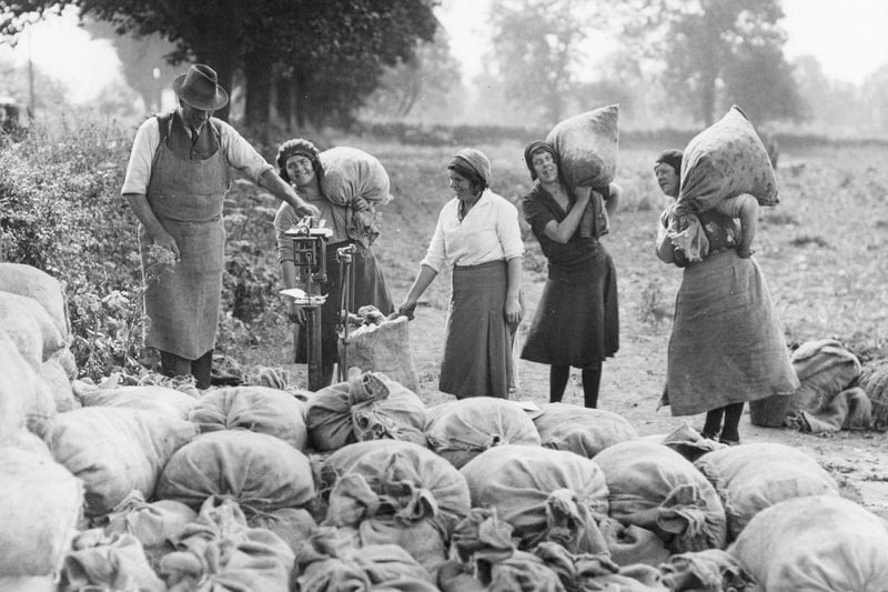 Seasonal workers weighing full sacks of peas in the Nottinghamshire fields on 5th July 1933.