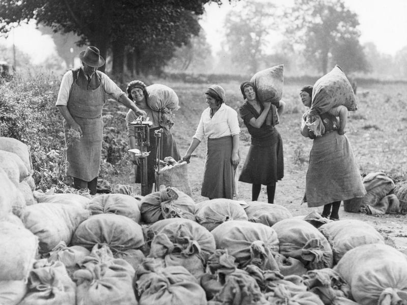 Seasonal workers weighing full sacks of peas in the Nottinghamshire fields on 5th July 1933.