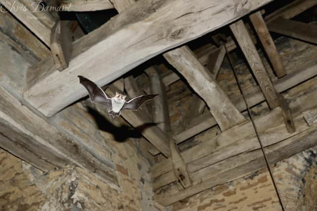 So far 13 species of bat have been recorded in churches including one of the rarest mammals in Britain