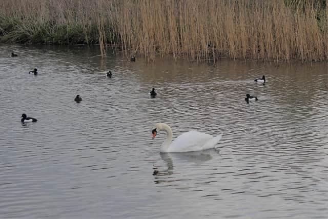 The RSPCA have issued a warning to dog owners, following the attack of a swan in a Worksop park.