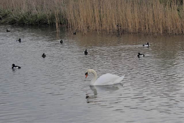 The RSPCA have issued a warning to dog owners, following the attack of a swan in a Worksop park.