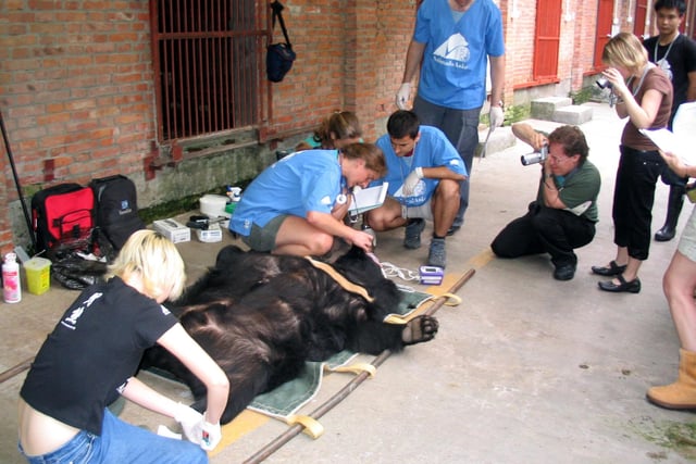 Sheffield vet, Helen Frost, worked on a 'bile bear' in China in 2005