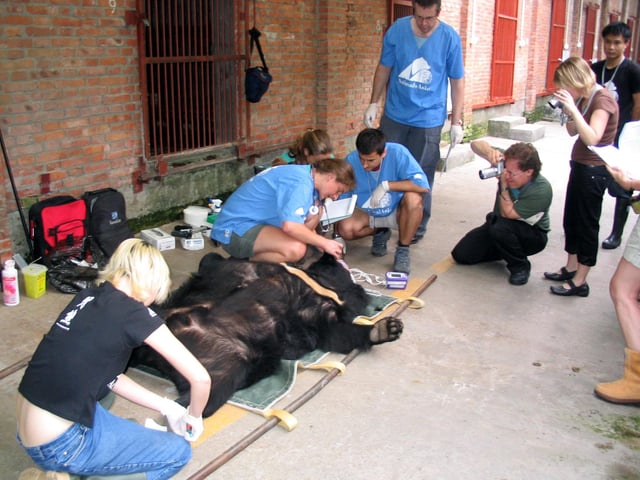 Sheffield vet, Helen Frost, worked on a 'bile bear' in China in 2005