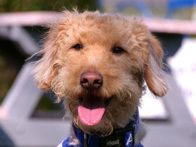 Meet George, a one-year-old male Poodle Cross.
George is a cheeky chap, full of energy and inquisitive, he loves his walks and playing ball. He needs a quiet, experienced adult only home with no other pets. His new family need to enjoy training dogs and be happy to adapt their life around George’s needs. His owners must have time and patience to continue his training and help build his confidence.
George will need regular grooming due to his long curly coat and at the minute he struggles with this. George needs lots of positive experiences and in the right home will thrive and his confidence will grow.
He can live with adults only, he cannot live with cats or dogs.
See: https://rspca-radcliffe.org.uk/animal/george/