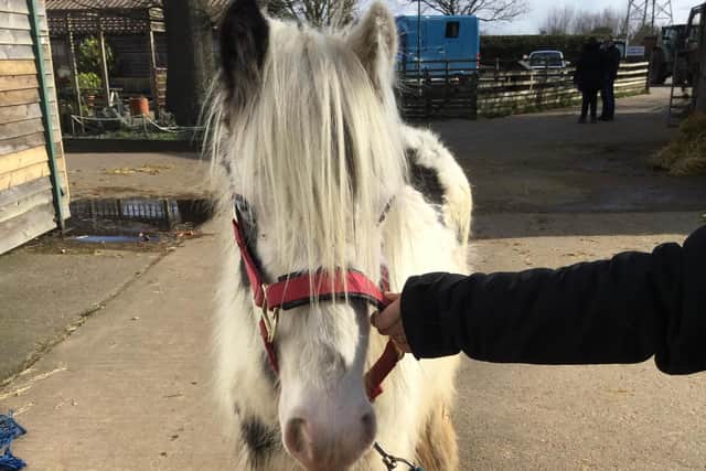 Cauliflower, the abandoned horse.