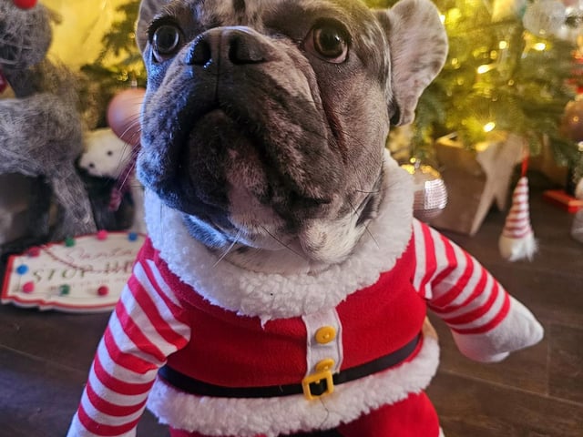 Cassie shared this cute photo of Santa's little helper. Thanks for sharing, Cassie.