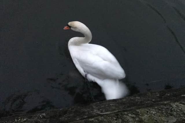 Swan tangled in twine