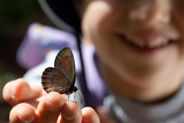 Youngsters get the chance to explore the different ecosystems at Creswell Crags next week and hunt for 'minibeasts' as they go. The 'minibeast safari' takes place at  the Welbeck museum and heritage centre at 11 am, 1 pm and 2.30 pm every day from Monday to Sunday, August 27. A member of the outdoor ranger team will introduce visitors to the crags and the variety of habitats there that different insects call home.