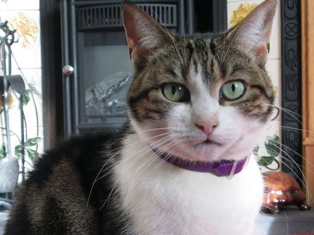 This is a common coat pattern rather than a specific breed, but mixed-breed Tabbies are very popular.