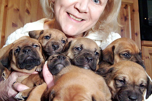 Midwife Janice Ensor of Kirkby had a delivery of a different type on Christmas day when her dog shadow gave birth to seven puppies in 2007.