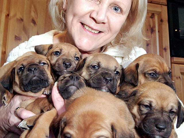 Midwife Janice Ensor of Kirkby had a delivery of a different type on Christmas day when her dog shadow gave birth to seven puppies in 2007.