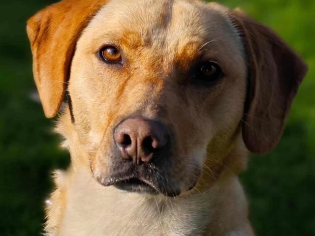 Freddie is a five-year-old Labrador mix who is positive for Leishmaniasis, a parasitic disease caused by infection with Leishmania parasites. These parasites are transmitted through the bite of infected sand flies. It is likely that Freddie contracted the disease when he was rescued from Macedonia.  He has undergone treatment with Milteforan and is currently on Allopurinol, which we will provide to his owner for life. Allopurinol is a simple daily tablet that he takes with his dinner, and he happily eats it without any fuss. Additionally, he will require annual blood tests. Freddie can run and play just like any other dog, and he is expected to live a long, happy life with his forever family. It's important to note that Leishmaniasis cannot be transmitted to humans or other animals.