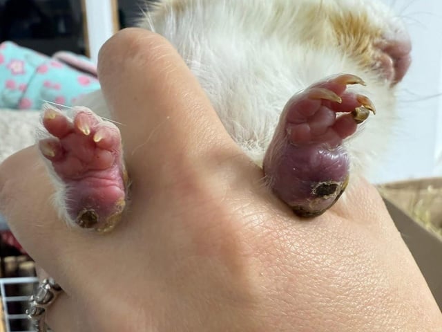 Hope’s poorly feet which would have caused her severe pain.