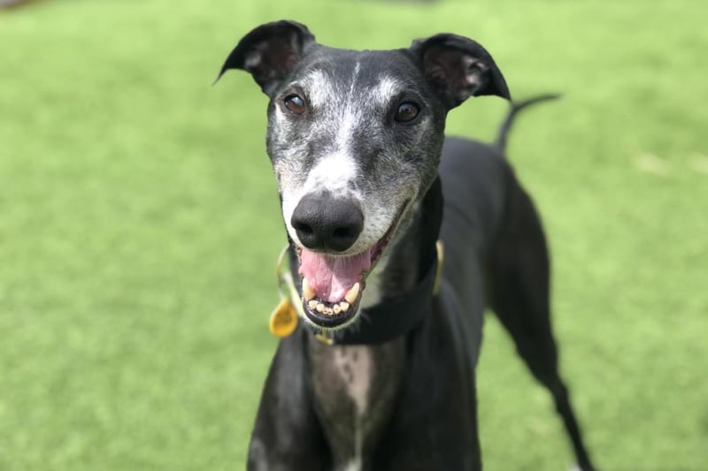Edward is a 4 year old Greyhound and is a friendly boy, who is affectionate towards his family and likes meeting new people. He is looking for an adult only home and could live with a friendly female sighthound.