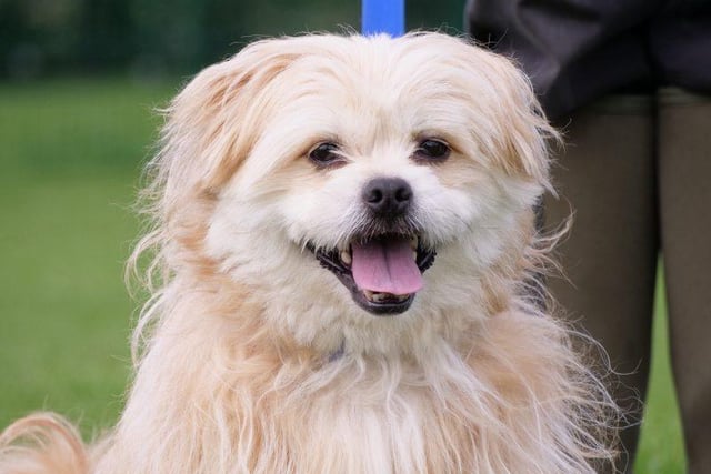 Meet Paco, he is a three-year-old-male Shih Tzu crossed with a Pomeranian. This gorgeous boy loves to play and really enjoys his walks; he can however be quite wary and nervous in new surroundings, so will need time to settle and build his confidence. Paco’s new family need to consider his regular grooming needs in order to keep his coat manageable and healthy. This fun little chap will make a great addition to a family!
He may live with cats, cannot live with dogs but may  live with secondary school age children 
See: https://rspca-radcliffe.org.uk/animal/paco/