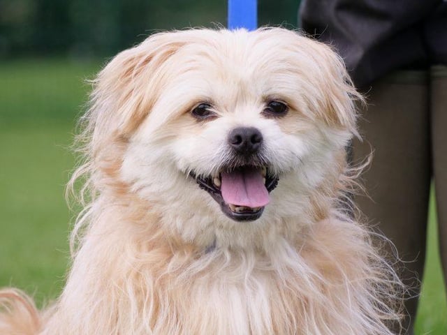 Meet Paco, he is a three-year-old-male Shih Tzu crossed with a Pomeranian. This gorgeous boy loves to play and really enjoys his walks; he can however be quite wary and nervous in new surroundings, so will need time to settle and build his confidence. Paco’s new family need to consider his regular grooming needs in order to keep his coat manageable and healthy. This fun little chap will make a great addition to a family!
He may live with cats, cannot live with dogs but may  live with secondary school age children 
See: https://rspca-radcliffe.org.uk/animal/paco/