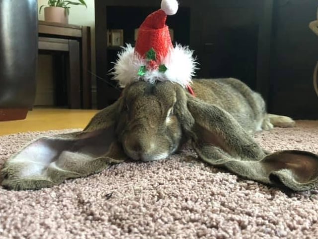 In the run up to Christmas 2020, our readers have shared their pets adorable festive costumes.