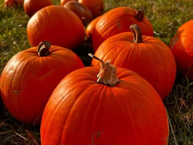 Paige Marples, from Capture Photography on Facebook, shared this seasonal shot of pumpkins at Maxey's Pumpkin Farm, Newark.