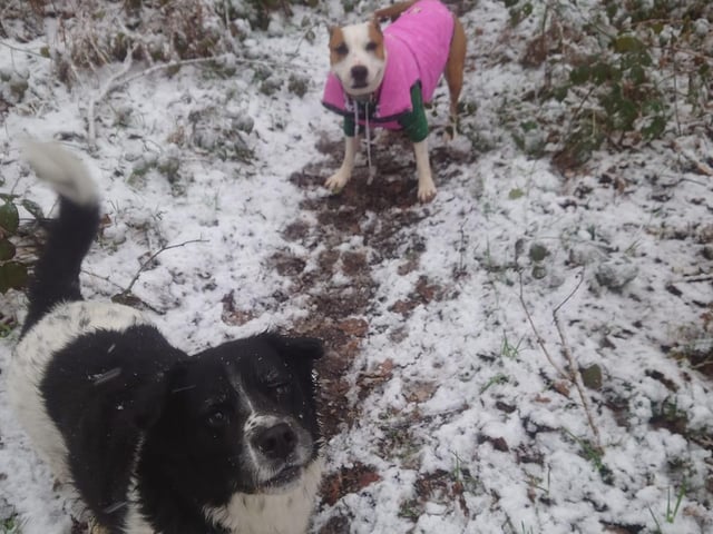 A wintery walk for these pair.