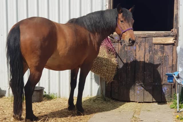 Millie recovering at her Skegby stable from the hit-and-run ordeal.