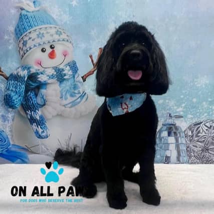 Preened pooches can pucker up for a Christmas photoshoot. Take a look at a selection of super cute snaps.