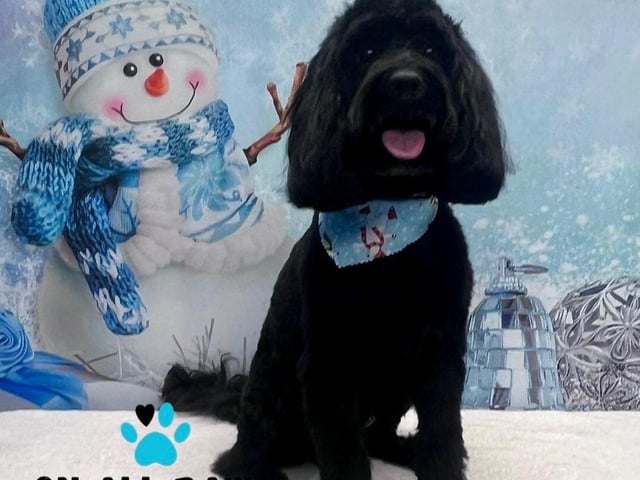 Preened pooches can pucker up for a Christmas photoshoot. Take a look at a selection of super cute snaps.