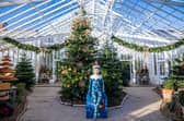 Clumber Park unveils its most magical Christmas Glasshouse display yet
