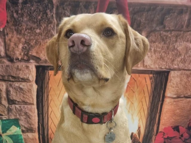 Rigby's patiently waiting for Santa and his reindeer.