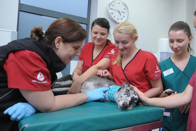 The Pet Blood Bank team in the donation room. Photo: Pet Blood Bank UK