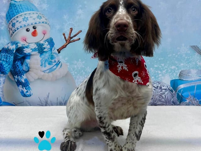 On All Pawz is located on Portland Street, Mansfield Woodhouse, Mansfield