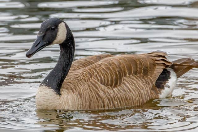 If anyone finds dead swans, geese or other dead wild birds,report them to the Defra helpline on 03459 33 55 77